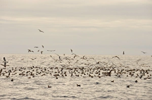 Procellariidae Prints: Corys Shearwater (Calonectris diomedea) flock
