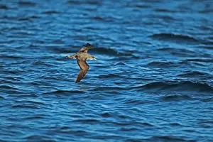 Borealis Prints: Cory's Shearwater (Calonectris diomedia borealis) adult