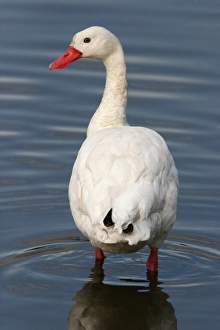 Argentinean Prints: Coscoroba Swan (Coscoroba coscoroba) adult
