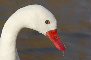 Coscoroba Swan (Coscoroba coscoroba) adult, close-up of head, Slimbridge W. W. T. (captive)