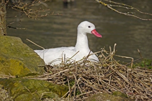 Coscoroba Swan (Coscoroba coscoroba) adult, sitting at nest (captive)