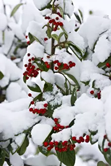 Cotoneaster Prints: Cotoneaster (Cotoneaster sp. ) close-up of snow covered leaves and berries