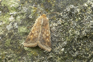 Cotton Bollworm (Helicoverpa armigera) adult, Essex, England