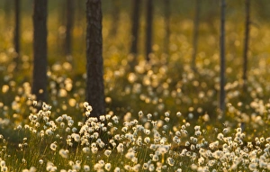 Sun Light Prints: Cotton-grass (Eriophorum sp. ) flowering