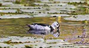 Cotton Pygmy Goose (Nettapus coromandelianus) adult male, swimming amongst waterlily leaves in billabong, Queensland