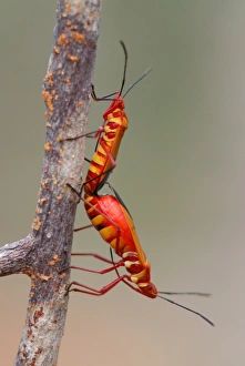 Madagascar Prints: Cotton-stainer Bug (Dysdercus sp)