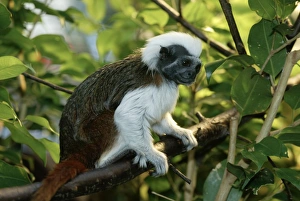 Cotton-top Tamarin (Saguinus oedipus) adult, sitting on branch (captive)