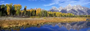 Cottonwood Trees (Populus balsamifera) In autumn/fall colour - Grand Teton National Park, USA