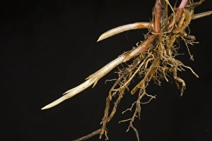 Roots Prints: Couch, twitch or quackgrass, Agropyron repens, roots and spreading young rhizomes