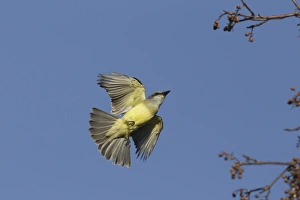 Central America Prints: Couchs Kingbird (Tyrannus couchii) adult, in flight, Yucatan Peninsula, Mexico, October