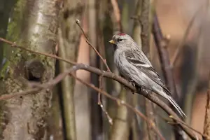 Finch Prints: Couess Arctic Redpoll (Carduelis hornemanni exilipes) adult female / first winter plumage