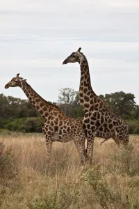 Courting Prints: Courting Giraffes # Botswana