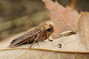 Park Prints: Cousin German (Protolampra sobrina) adult