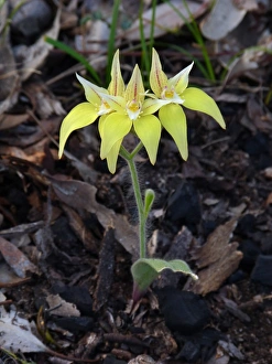 Wild Flower Prints: Cowslip Orchid (Caladenia flava subsp. flava) flowering, Western Australia, Australia