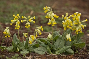 Pyrenean Prints: Cowslip (Primula veris) flowering, French Pyrenees, France, May