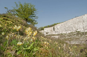 Quarry Prints: Cowslip (Primula veris) flowering