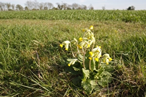 Cowslip (Primula veris) flowering, growing at edge of footpath beside arable field, Bacton, Suffolk, England, april