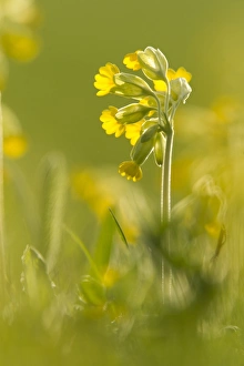 Primulaceae Prints: Cowslip (Primula veris) flowering, backlit, growing in meadow, Derbyshire, England, may