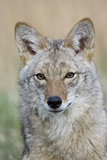Animals USA Prints: Coyote (Canis latrans) adult, close-up of head, U. S. A