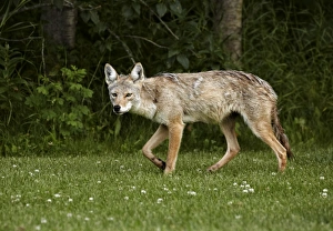 Coyotes Prints: Coyote (Canis latrans) adult female