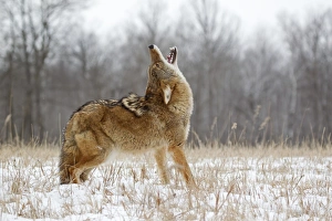 Minnesota Prints: Coyote (Canis latrans) adult, howling