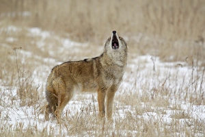 Coyote (Canis latrans) adult, howling, standing in snow covered field, Minnesota, U. S. A. January (captive)