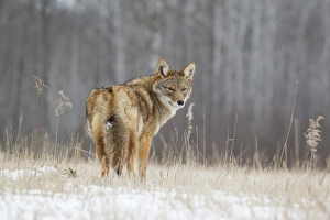 Minnesota Prints: Coyote (Canis latrans) adult, looking over shoulder
