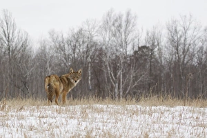 Coyote (Canis latrans) adult, looking over shoulder, standing in snow covered field, Minnesota, U. S. A