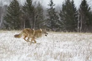 Minnesota Prints: Coyote (Canis latrans) adult, running in snow covered field