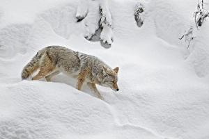 Yellowstone Prints: Coyote (Canis latrans) adult, walking in deep snow