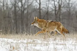 Minnesota Prints: Coyote (Canis latrans) adult, walking in snow covered field