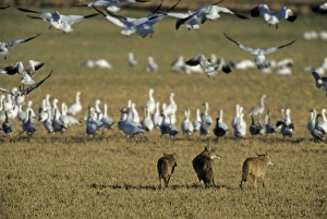 Water Fowl Prints: Coyote (Canis latrans) three adults