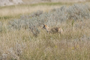 Prairie Prints: Coyote (Canis latrans) immature