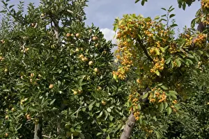 Malus Prints: Crab apple pollinator in fruit at the end of heavily fruiting ripe cordon apples on the trees near