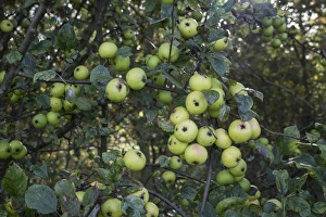 Malus Prints: Crab Apples growing in a hedgerow