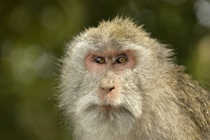 Primates Prints: Crab-eating Macaque (Macaca fascicularis) adult