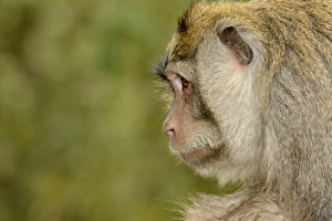 Crab-eating Macaque (Macaca fascicularis) adult, close-up of head, Bali, Lesser Sunda Islands, Indonesia, October