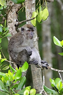 Borneo Prints: Crab-eating Macaque (Macaca fascicularis) adult