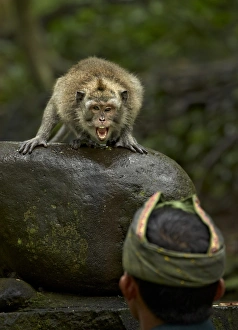 Crab-eating Macaque (Macaca fascicularis) adult, showing aggression towards park ranger