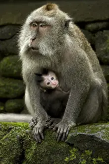 Crab-eating Macaque (Macaca fascicularis) adult female with baby, Sacred Monkey Forest Sanctuary, Ubud, Bali