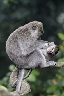 Crab-eating Macaque (Macaca fascicularis) adult female grooming young, sitting on branch, Indonesia, march