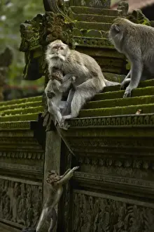 Crab-eating Macaque (Macaca fascicularis) adult females, helping young to climb wall, Sacred Monkey Forest Sanctuary