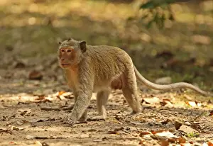 Crab-eating Macaque (Macaca fascicularis) adult male, walking on track, Angkor Wat, Siem Reap, Cambodia, January