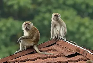 Crab-eating Macaque (Macaca fascicularis) adult male and female, sitting on roof, Taman Negara N. P