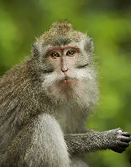 Crab-eating Macaque (Macaca fascicularis) immature female, close-up of head, Sacred Monkey Forest Sanctuary, Ubud