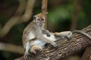 Groomed Prints: Crab-eating Macaque (Macaca fascicularis) two immatures