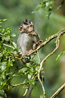 Primates Prints: Crab-eating Macaque (Macaca fascicularis) young