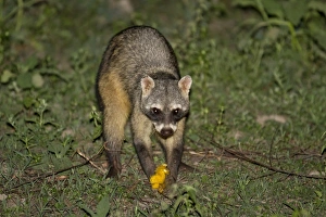 Mango Prints: Crab-eating Raccoon (Procyon cancrivorus) adult