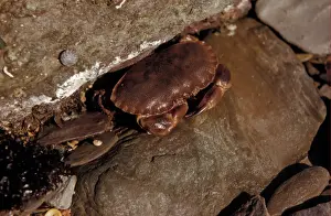 Decapoda Prints: Crab - Edible (Cancer pagurus) Young crab on shore at low tide / found in rock crevices