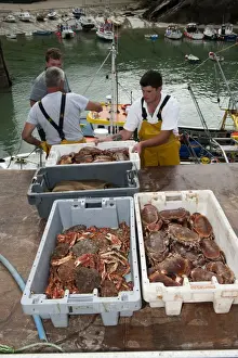 Jobs Prints: Crab fishing, fishermen landing Spiny Spider Crab (Maia squinado) and Edible Crab (Cancer pagurus) catch at harbour